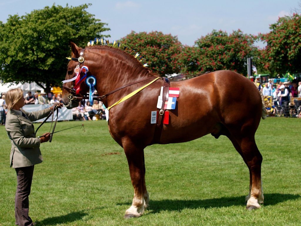 Suffolk Punch Stallion - Besthorpe Achilles 8961
